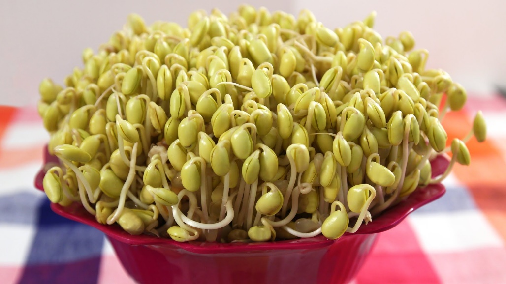 Soybean sprout is extensively cultivated and consumed in Asian countries