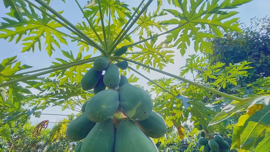 Rita company visit papaya farm in Mekong Delta