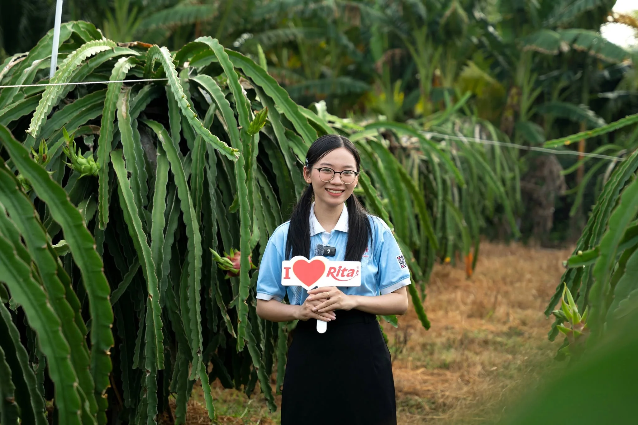 Rita’s Dragon Fruit Raw Material Area in Binh Thuan